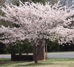 Yoshino Cherry Tree - B&B & Container