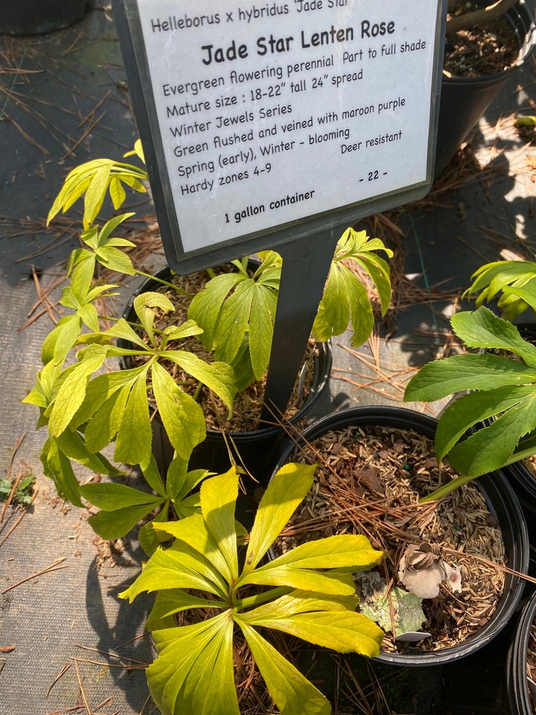 [jade-star-lenten-rose-1g-container] Jade Star Lenten Rose (Winter Jewels Series)