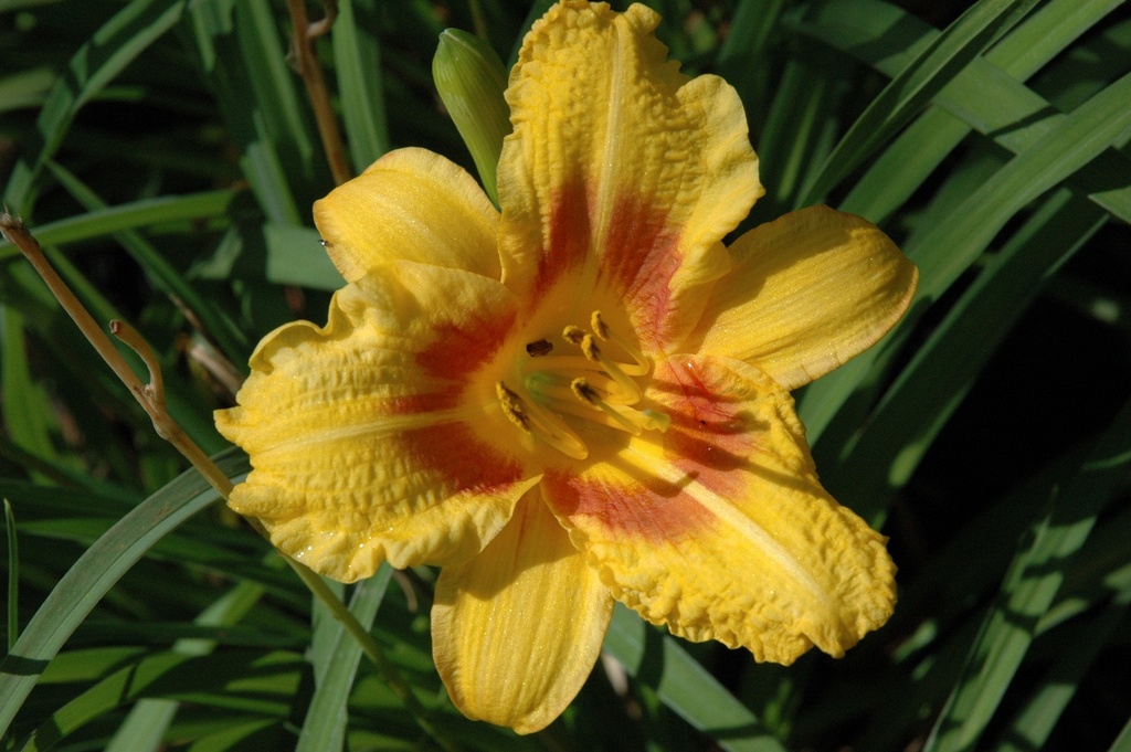 [12348707-2g-container] Black Eyed Stella Daylily - Hemerocallis 'Black Eyed Stella'