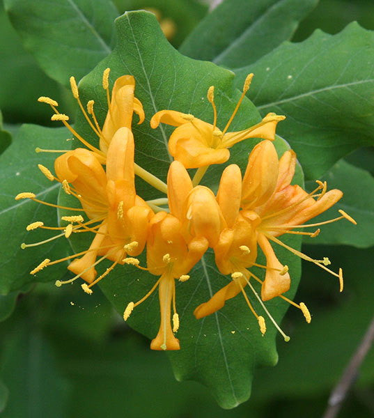 [12348653-10g-container-sold-out] Yellow Honeysuckle (Lonicera flava) - Native Flowering Vine (10 gallon container)