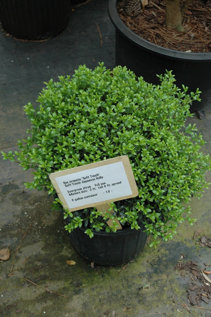 [10/8/26 KC] Soft Touch Japanese Holly | Ilex crenata 'Soft Touch' (3 gallon container)