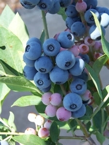 [12348561-3g-container-sold-out] Powder Blue Rabbiteye Blueberry (3 gallon container)
