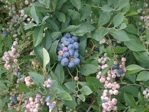 [12348560-3g-container-sold-out] Tifblue Rabbiteye Blueberry (3 gallon container)
