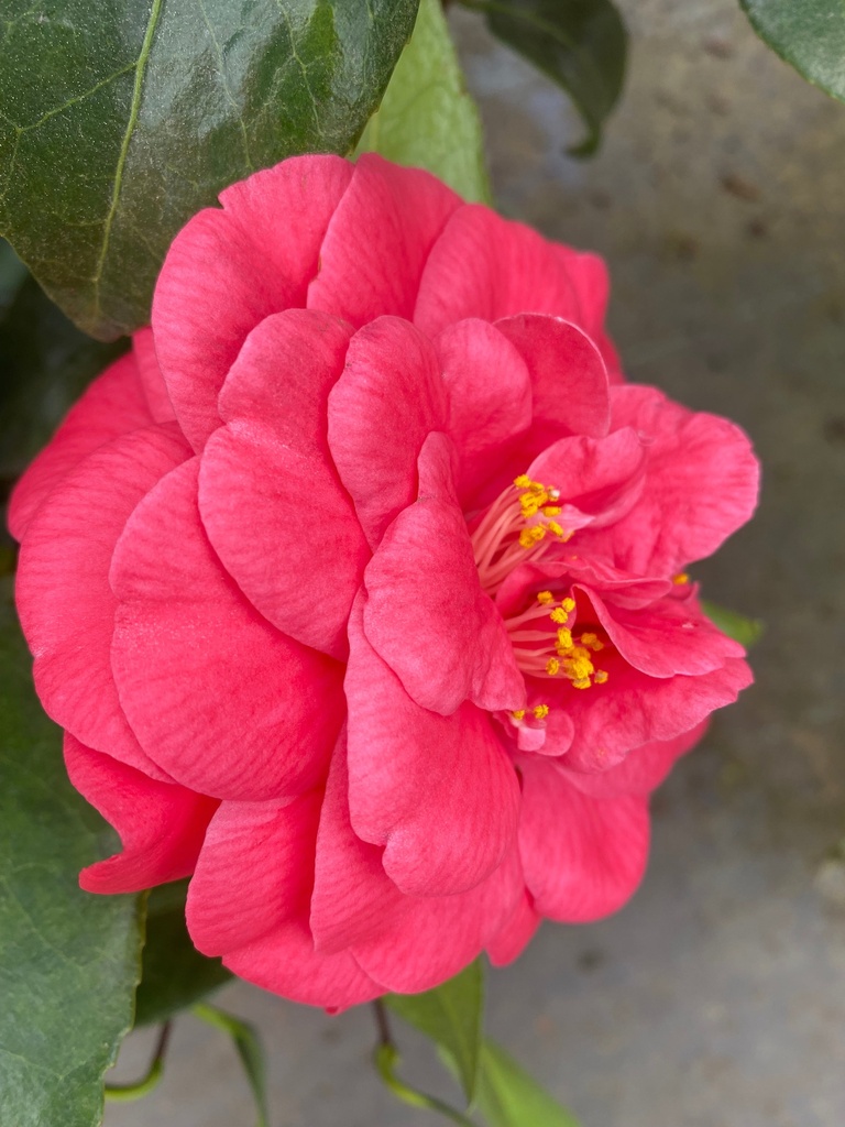 Herme Camellia (Camellia japonica 'Herme')