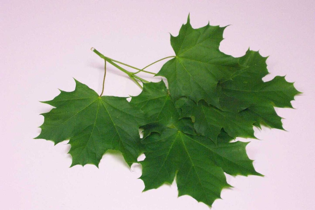 [12348535-4-75-caliper-b-b] Norway Maple (Acer platanoides) - B&B (4.75" Caliper B&B)