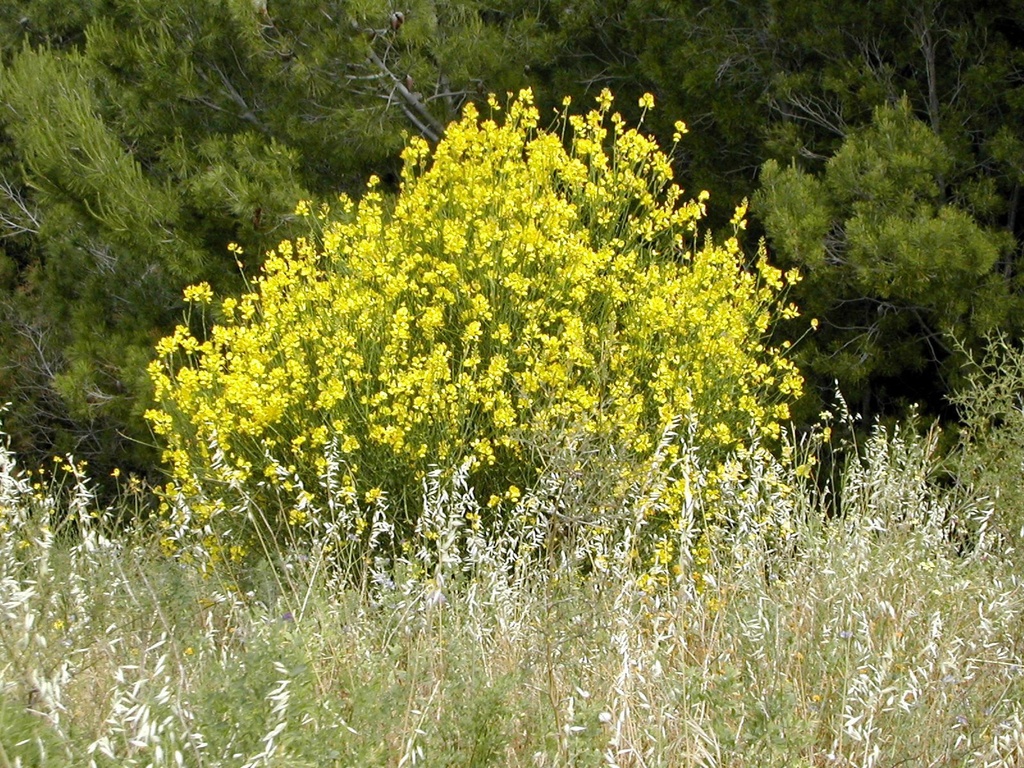 Spanish Broom (Weaver's Broom) - Spartium junceum