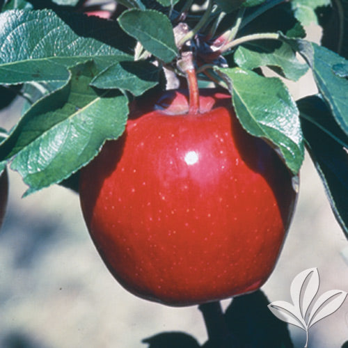 Winesap Apple Tree – Standard Rootstock Fruit Tree