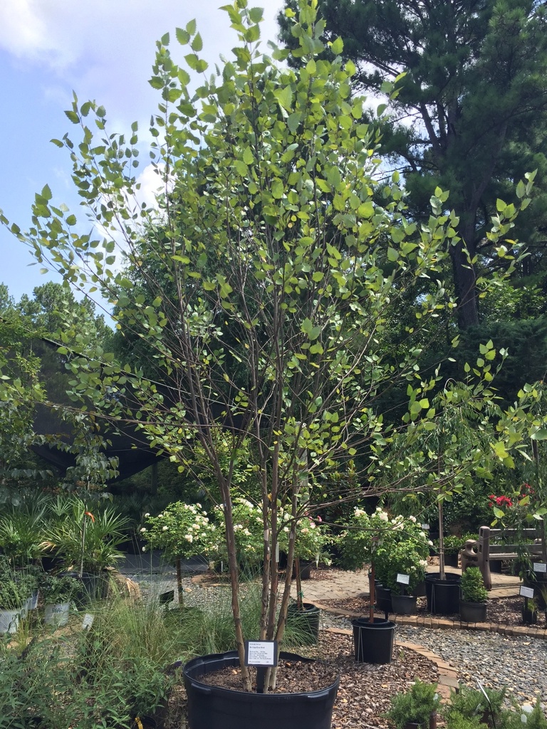 Heritage River Birch - B&B