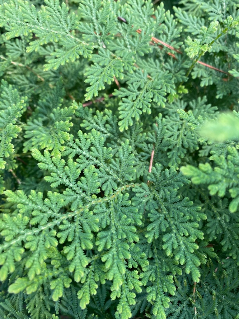 [arborvitae-fern-2g-container] Arborvitae Fern (Selaginella braunii) - Deer Resistant (2 gallon container)