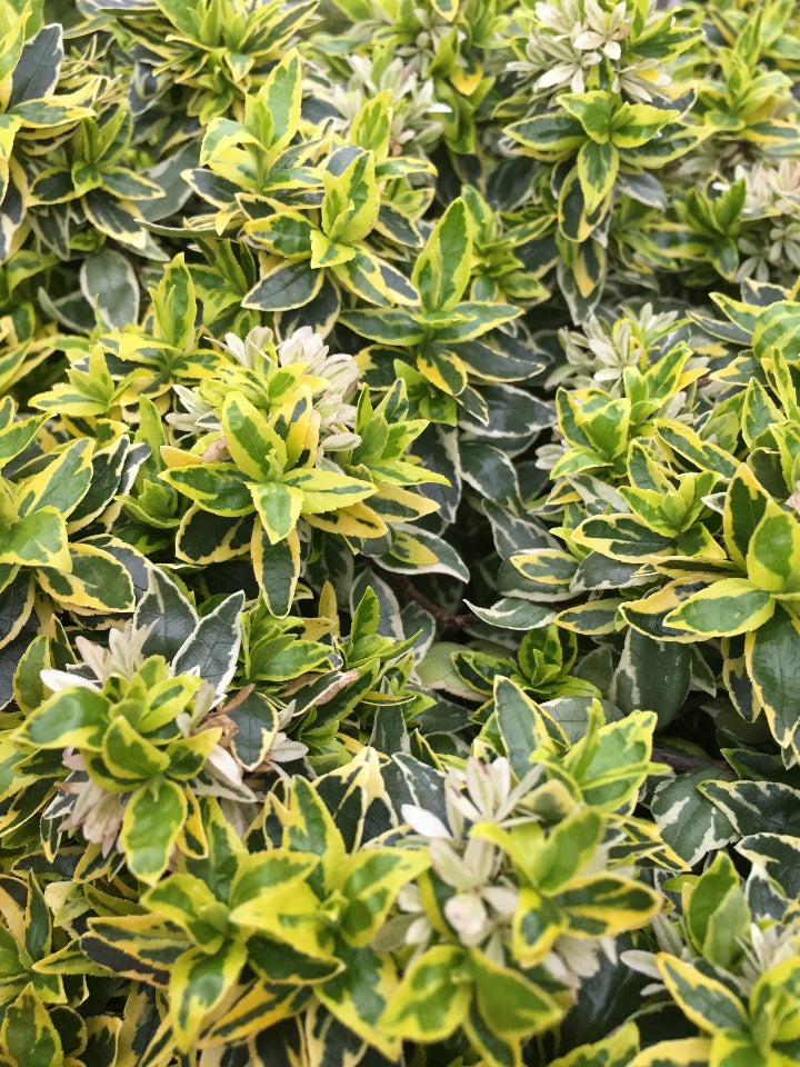 Radiance Abelia – Variegated Evergreen Flowering Shrub