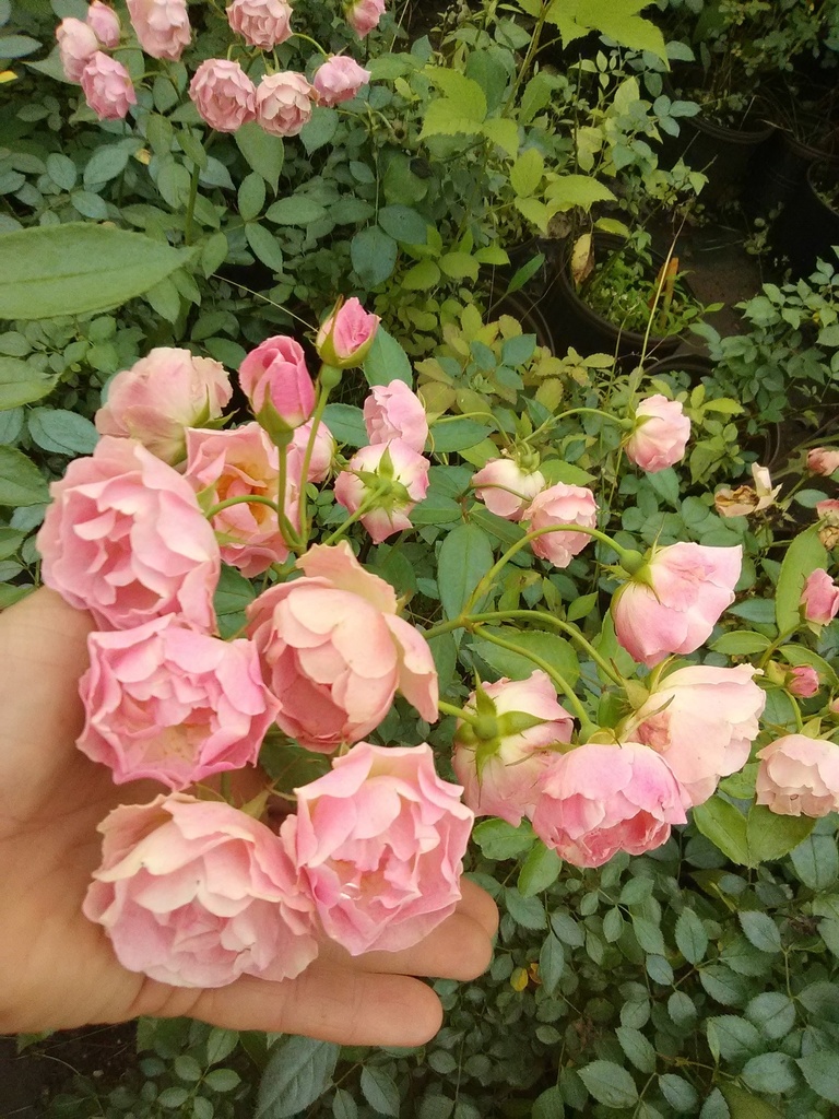 [123589861-3g-container] Pink Antique Garden Rose | Fragrant Old-Fashioned Rose
