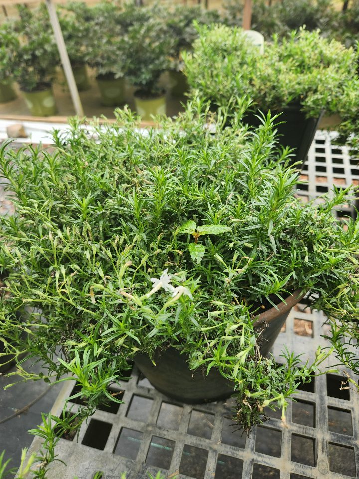 [creeping-phlox-snowflake-1g-container] Creeping Phlox 'Snowflake' – White Evergreen Groundcover (1 gallon container)