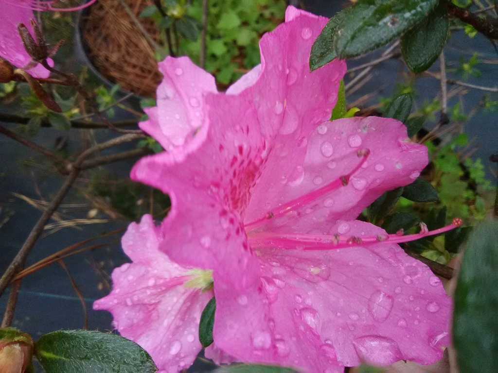 [123589474-5g-container] Mariland Evergreen Azalea - Hot Pink Blooming Shrub
