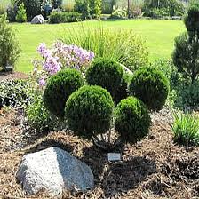 [123589257-7g-container-sold-out] Sea Green Juniper Pompom Topiary (7 gallon container)
