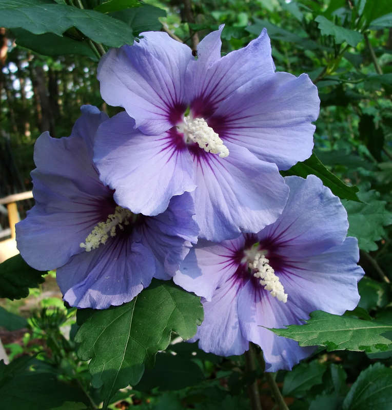 [123589164-3g-container] Purple Rose of Sharon (Hibiscus syriacus) (3 gallon container)