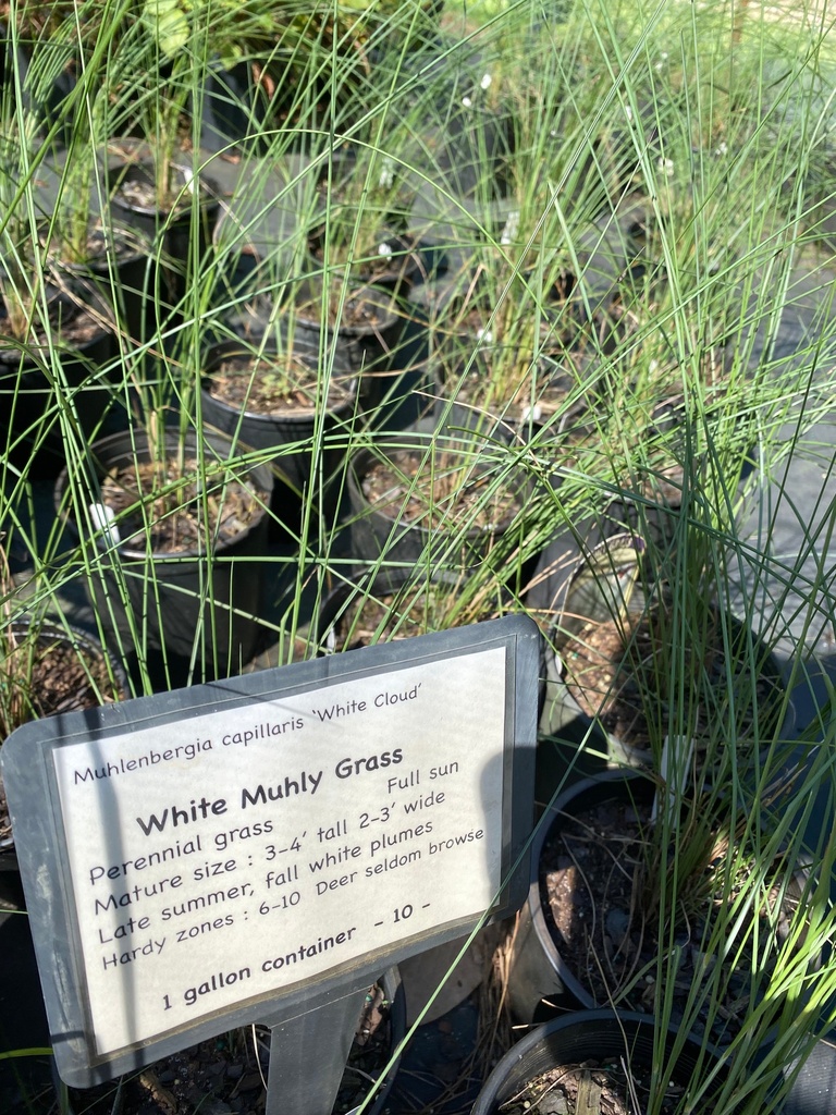 Muhlenbergia capillaris 'White Cloud' - White Cloud Muhly Grass