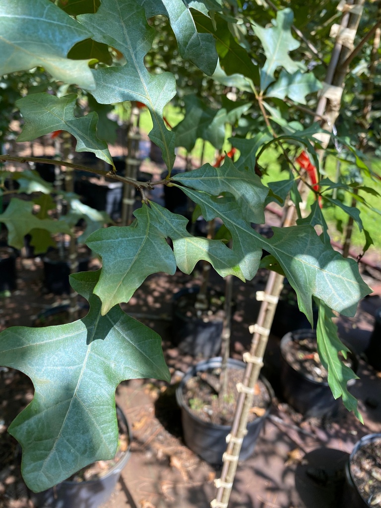 [123589021-3g-container-sold-out] Overcup Oak - Quercus lyrata (3 gallon container)