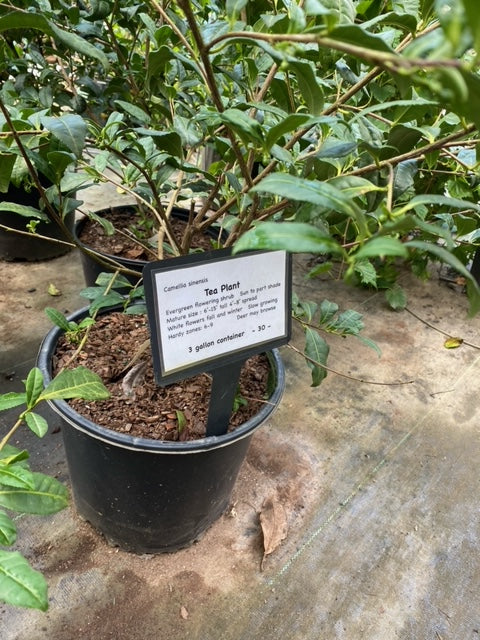 [camellia-sinensis-5g-container] Small Leaf Tea Plant – Camellia sinensis Evergreen Shrub