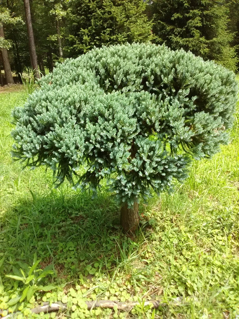 [123588406-4-5-b-b-not-for-sale] Blue Star Juniper Topiary Standard (4.5' B&B - Not For Sale)