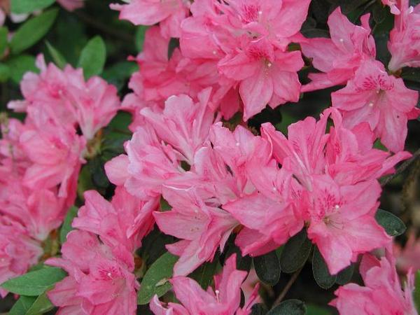 Pink Glacier Azalea (Sacagawea Glacier)