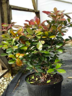[12348359-3g-container] Japanese Cleyera (Ternstroemia gymnanthera) - Evergreen Shrub (3 gallon container)