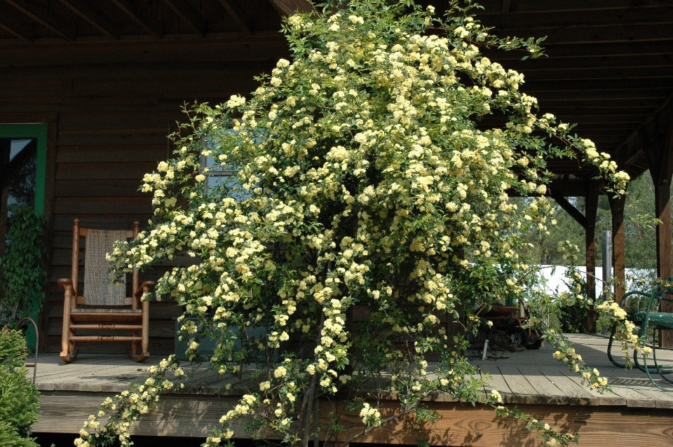 [12348327-3g-container-sold-out] Lady Banks Yellow Climbing Rose (Rosa banksiae 'Lutea') (3 gallon container)