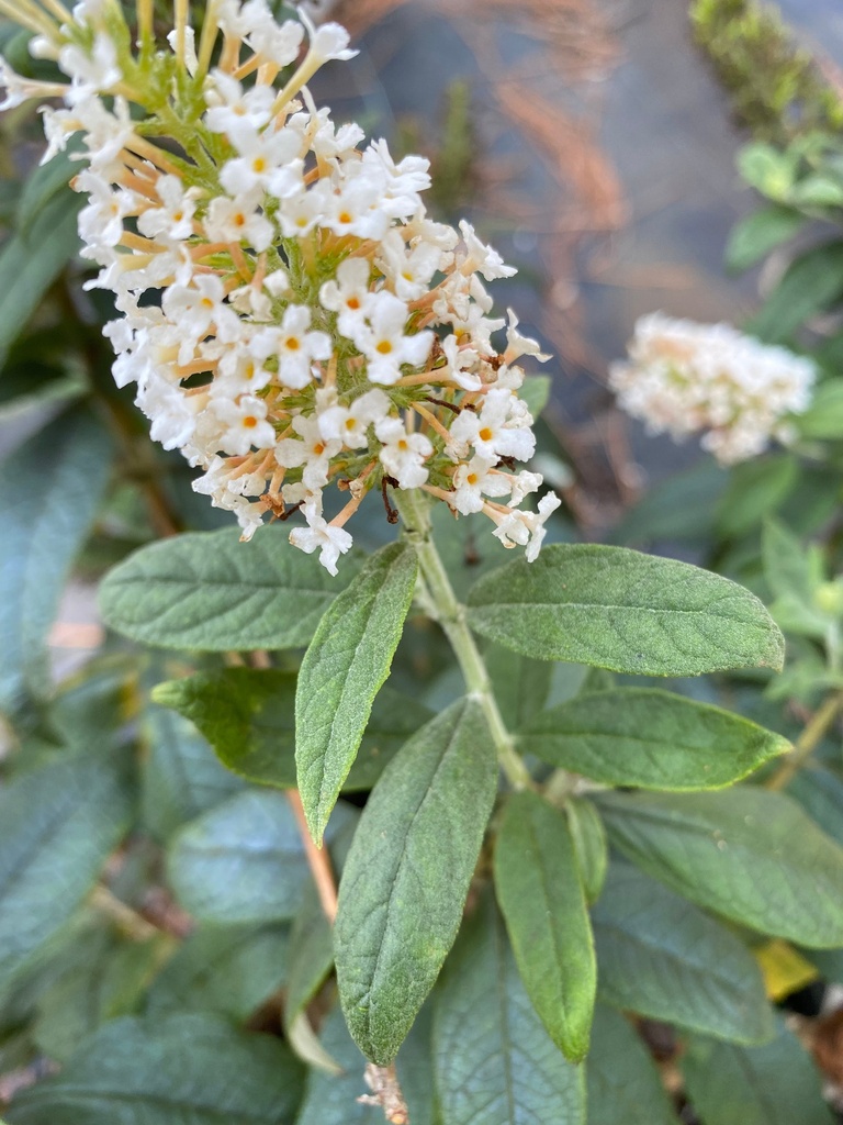 [pugster-white-butterfly-bush-3g-container-sold-out] Pugster White Butterfly Bush | Buddleia Pugster White