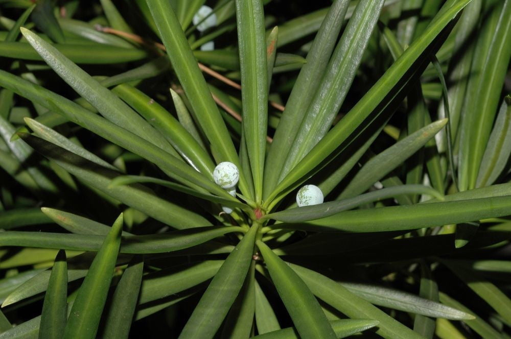 Podocarpus macrophyllus - Yew Plum Pine