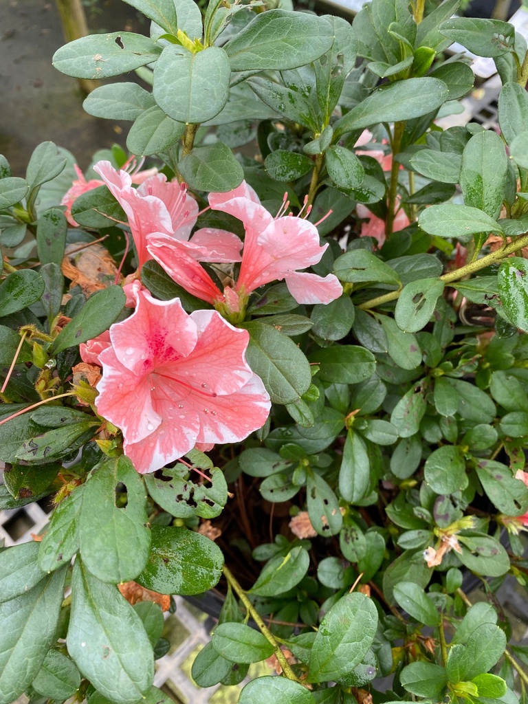 [autumn-sunburst-encore-azalea-3g-container] Autumn Sunburst Encore Azalea | Coral Pink Reblooming Shrub