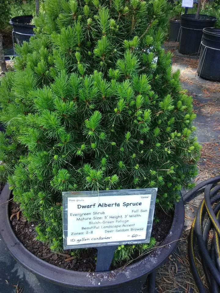 Dwarf Alberta Spruce (Picea glauca 'Conica')