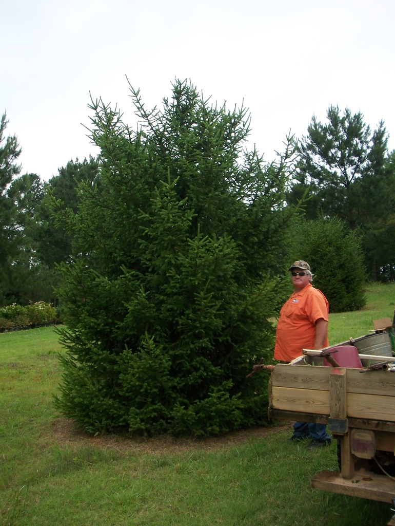[12348234-5g-container-sold-out] Norway Spruce - Picea abies (5 gallon container)