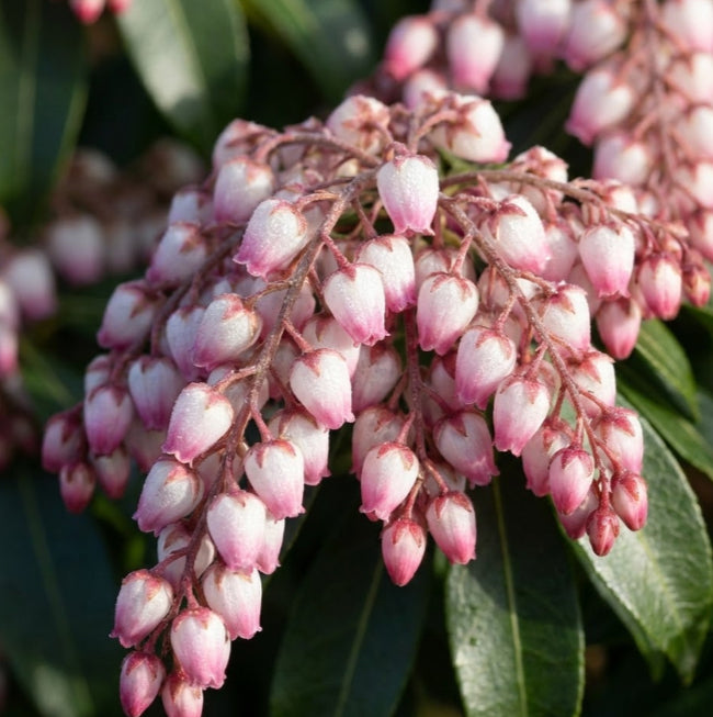 [pieris-katsura-3g-container] Pieris 'Katsura' (Japanese Andromeda) - Deer Resistant Shrub