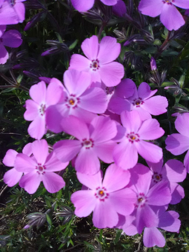 [12348231-1g-container] Emerald Pink Creeping Phlox (Phlox subulata 'Emerald Pink') (1 gallon container)