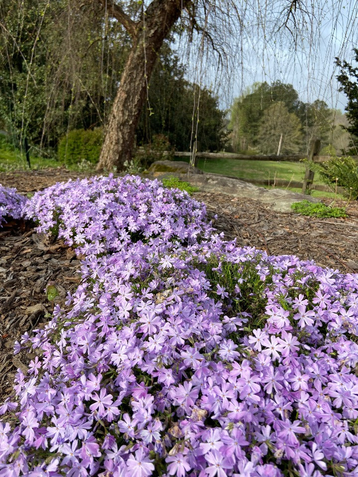 [12348230-1g-container] Phlox subulata 'Emerald Cushion Blue' - Emerald Cushion Blue Creeping Phlox (1 gallon container)