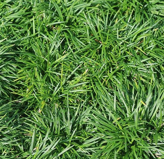 [12348205-1g-container] Dwarf Mondo Grass (Ophiopogon japonicus 'Nana') (1 gallon container)