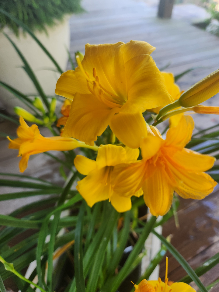 [12347956-2g-container] Stella de Oro Daylily | Hemerocallis 'Stella de Oro' (2 gallon container)