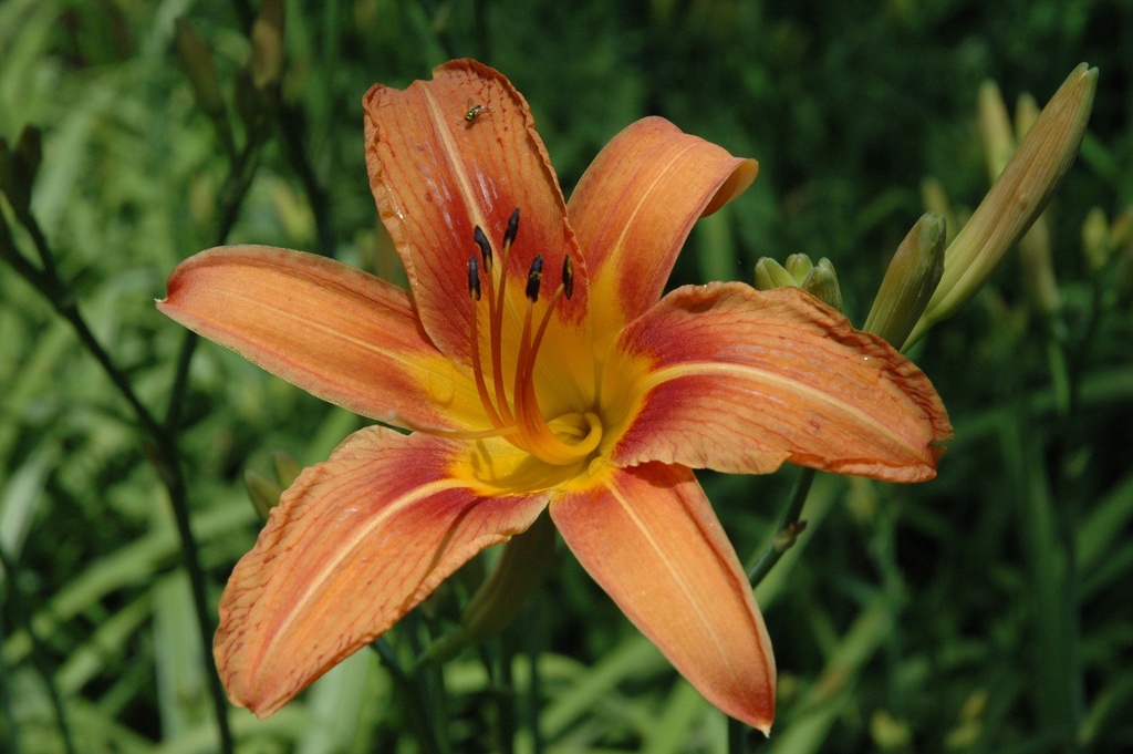 Fulva Daylily (Ditch Lily) – Hemerocallis fulva