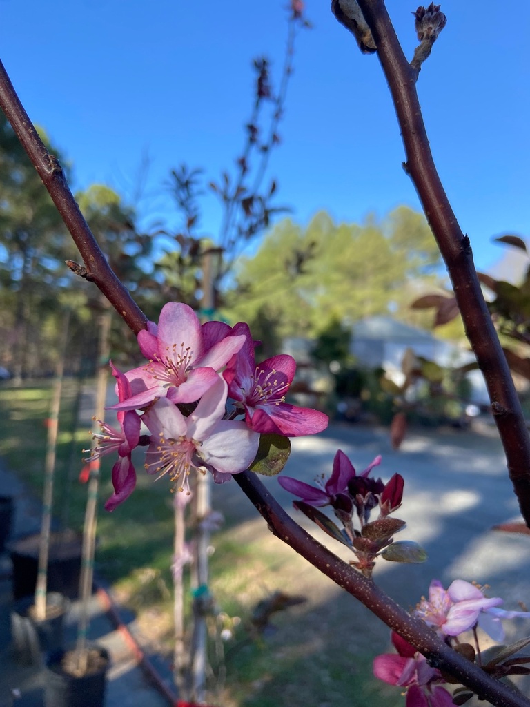 [profusion-crabapple-7g-container-sold-out] Profusion Crabapple – Violet Red Flowering Tree (7 gallon container)