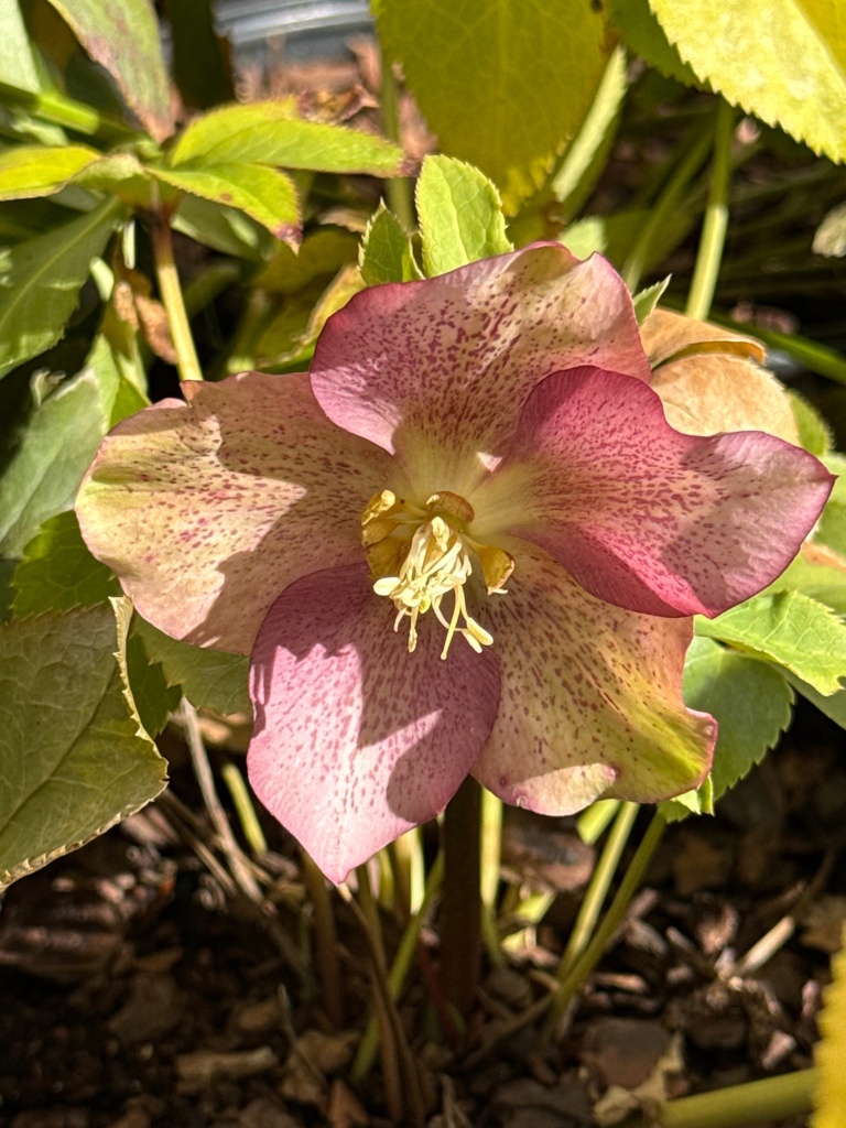 Helleborus x hybridus - Mixed lenten Rose Garden Hybrids