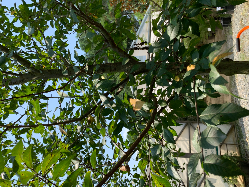 [lacebark-elm-15g-container-sold-out] Lacebark Elm (Drake Elm) - Ulmus parvifolia (15 gallon container)