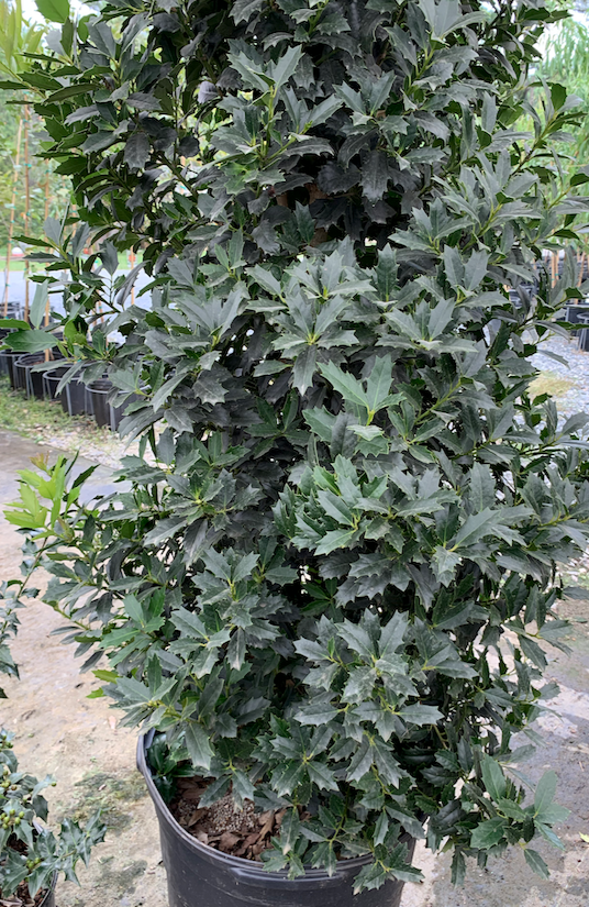 [oakland-holly-3g-container-sold-out] Oakland™ Holly (Ilex x 'Magland') - Evergreen Berry Shrub (3 gallon container)