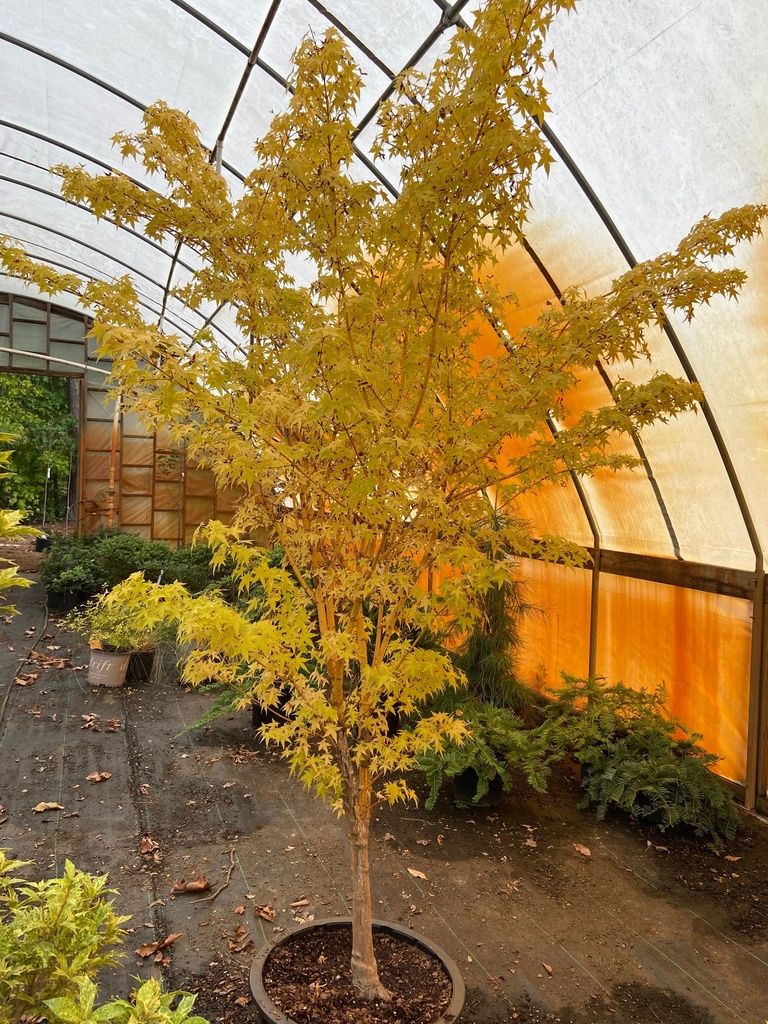 [bihou-japanese-maple-1-15g-container] Bihou Japanese Maple - Yellow Bark Acer palmatum 'Bihou' (15 gallon container)