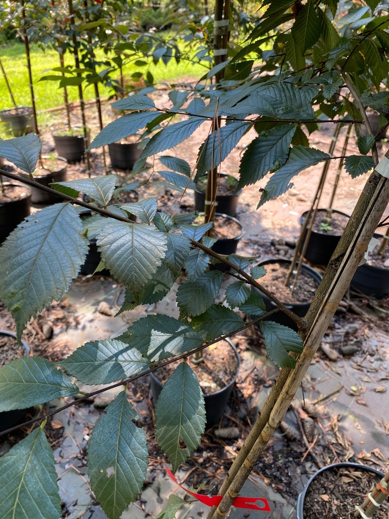 [triumph-elm-15g-container] Triumph Elm - Ulmus 'Morton Glossy' (15 gallon container)