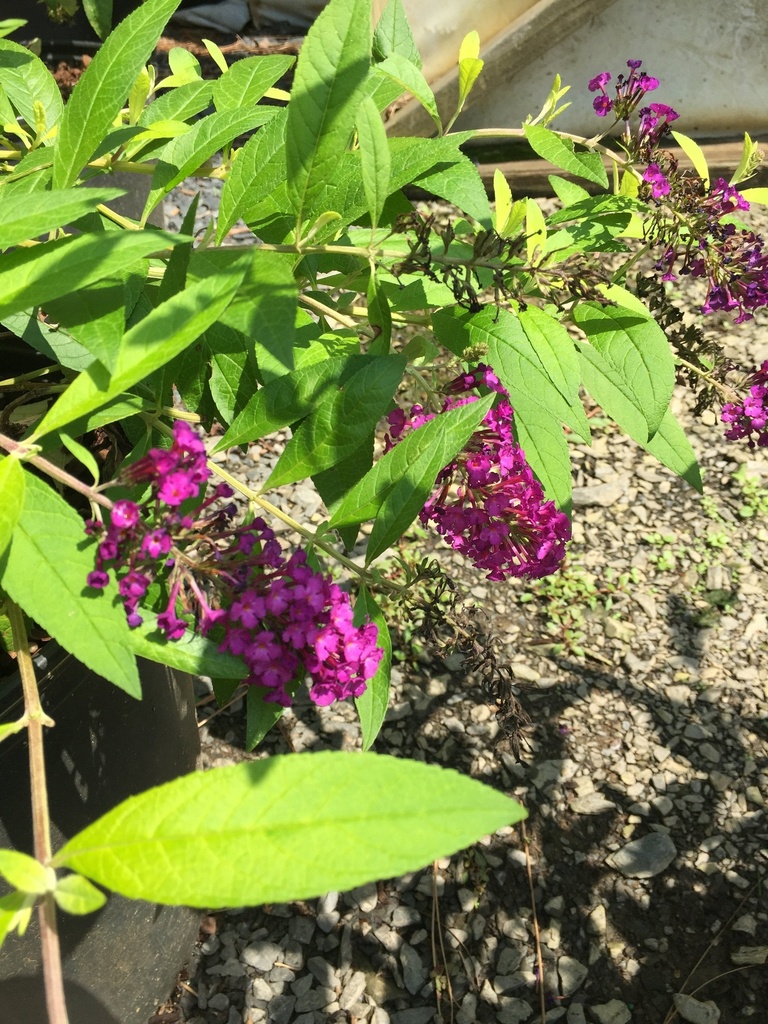 [evil-ways-butterfly-bush-1-3g-container] Evil Ways Butterfly Bush - Deep Purple Buddleia