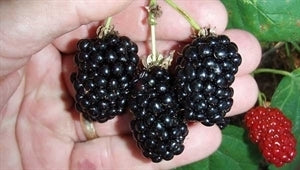 [copy-of-triple-crown-blackberry-3g-container] Natchez Thornless Blackberry