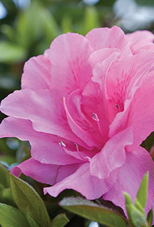 [autumn-carnation-encore-azalea-3g-container-not-for-sale-yet] Autumn Carnation Encore Azalea (3 gallon container)