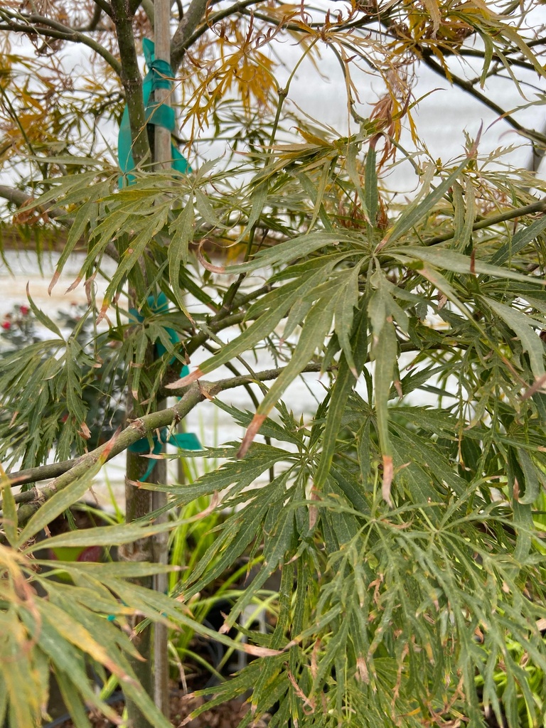 [virdis-japanese-maple-3-gallon-container] Viridis Japanese Maple - Laceleaf Green Dissectum (3 gallon container)