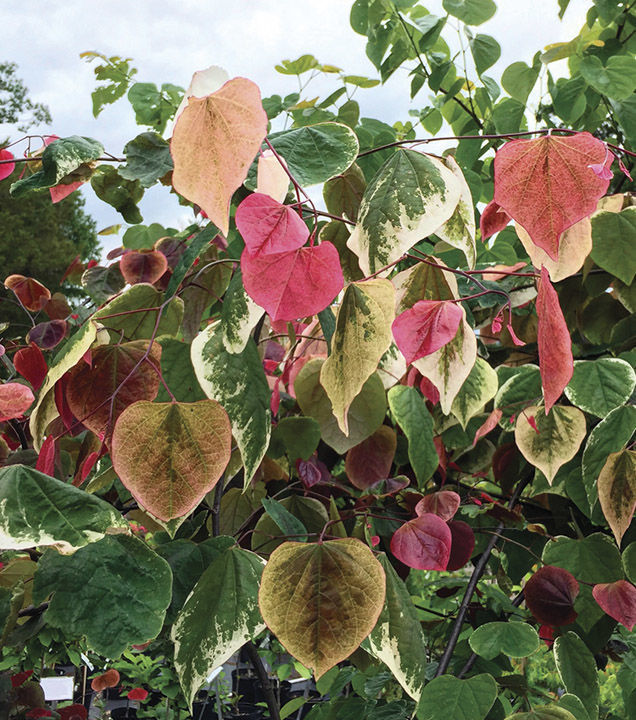 [carolina-sweetheart-redbud-7g-container-sold-out] Carolina Sweetheart Redbud (7 gallon container)