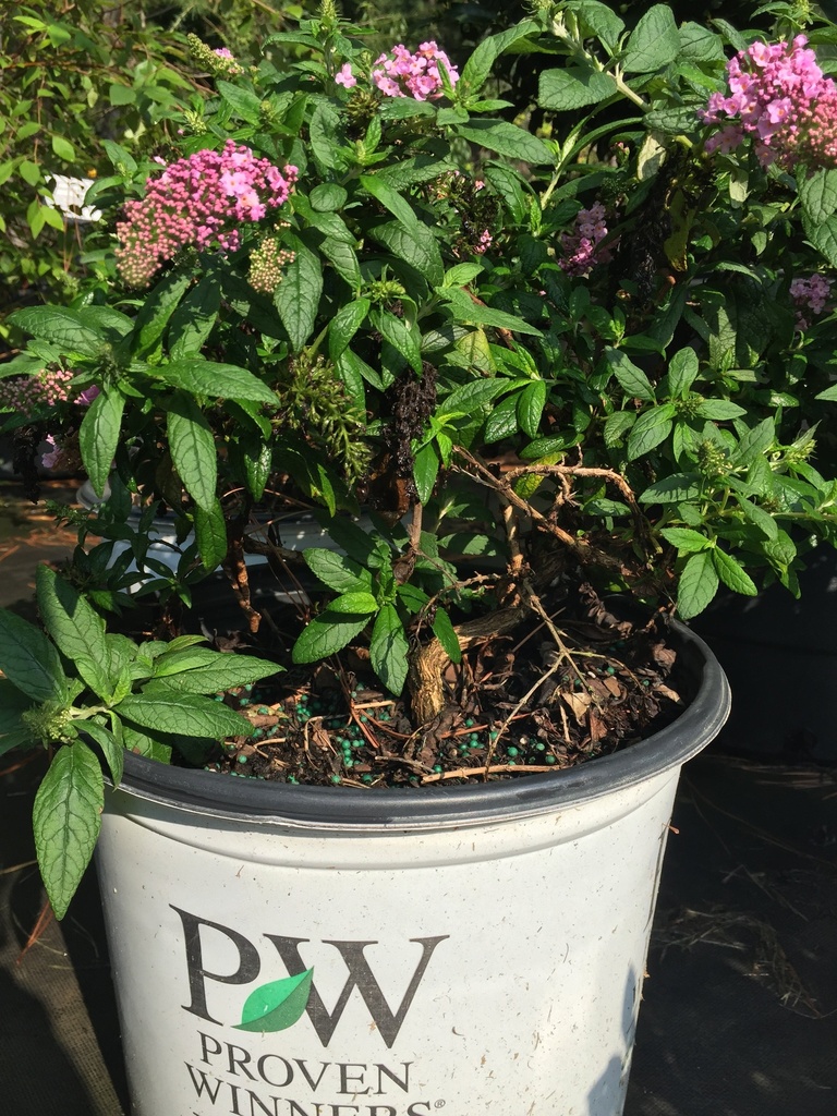 [9/7/26 KF GC] Pugster Pink Butterfly Bush – Compact Dwarf Buddleia