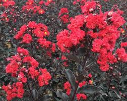 Ebony Fire Crape Myrtle – Black Foliage & Crimson Blooms